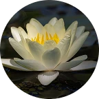 White water lily flower with yellow center