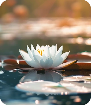 White water lily floating on dark water with blurred background